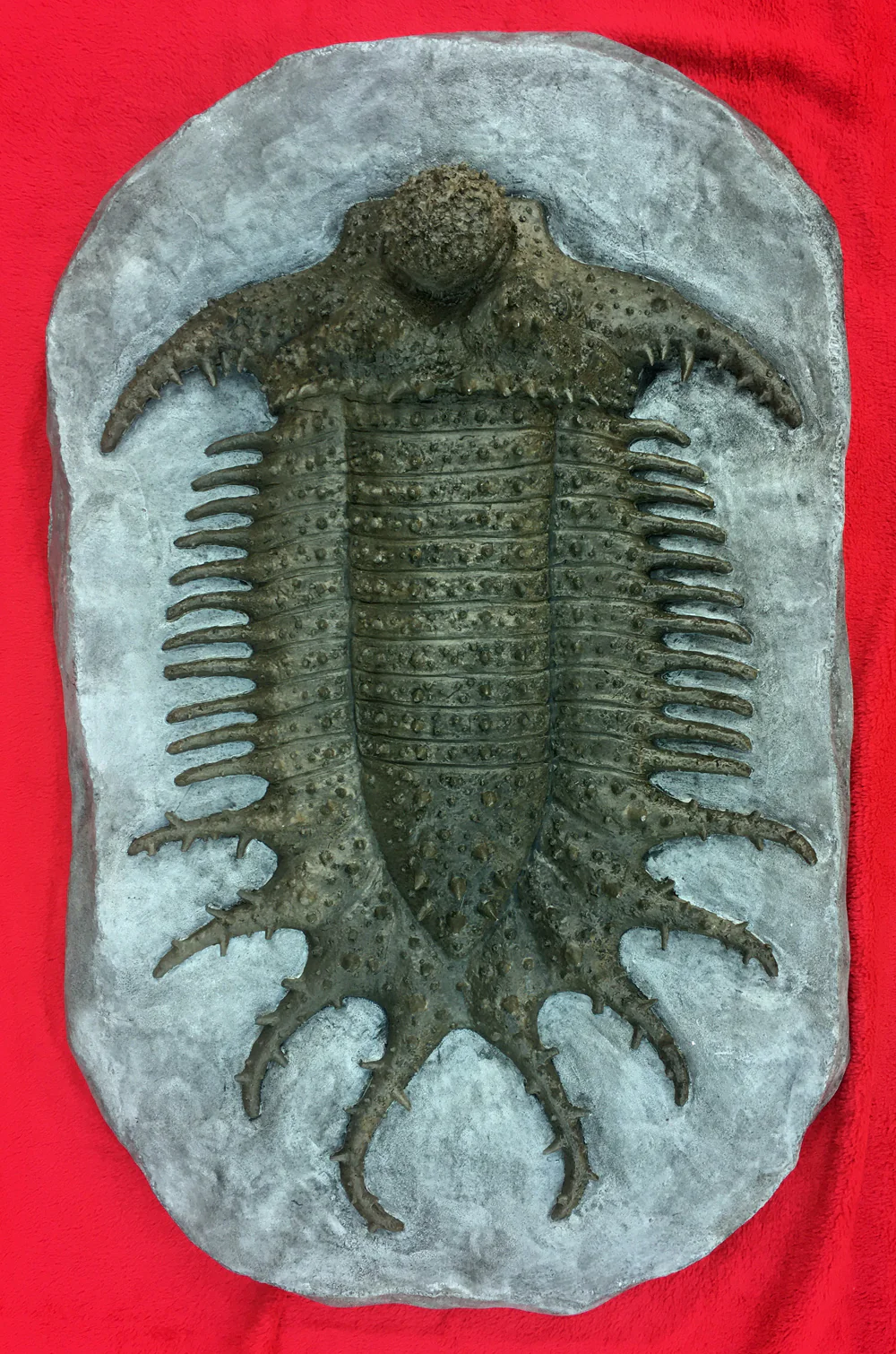 Terataspis grandis (Giant Trilobite) Cast Replica - Image 6