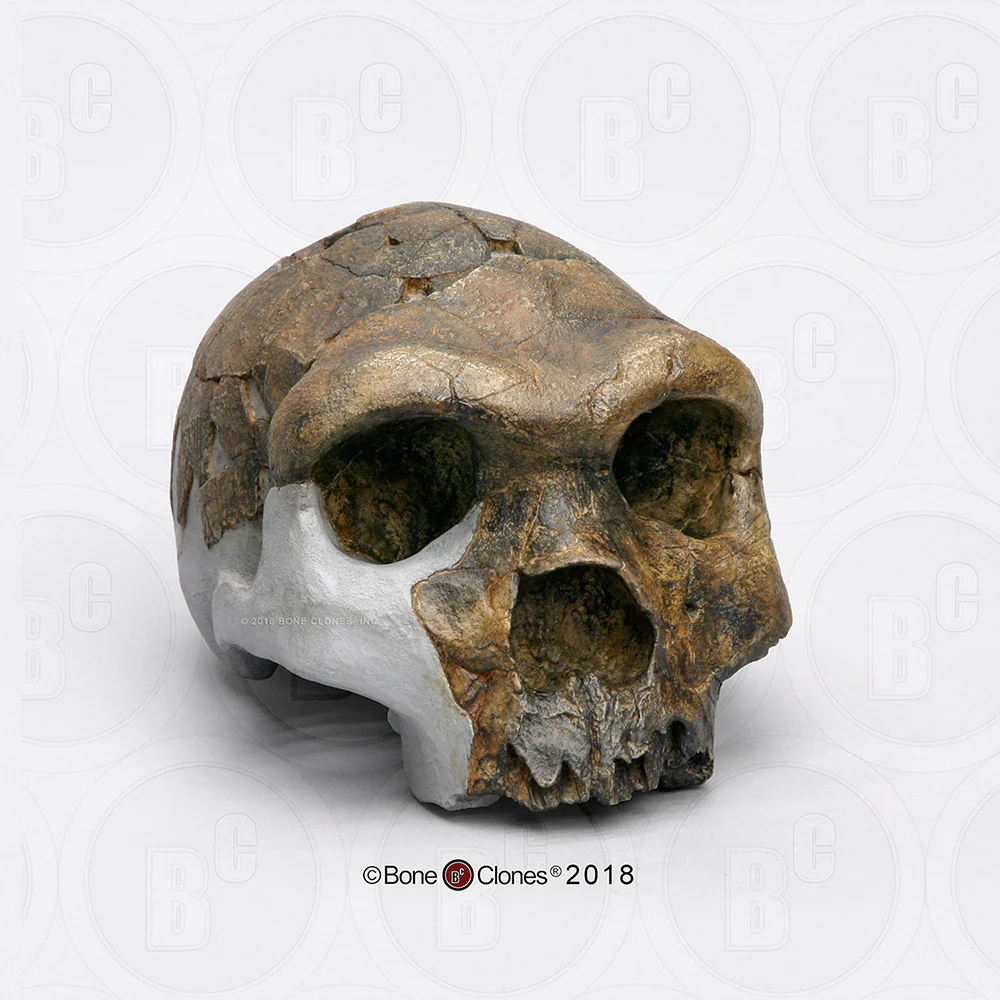 Bodo Homo heidelbergensis cranium replica Full-size cast (1/23)