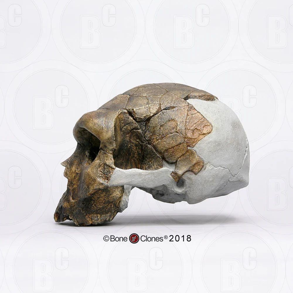 Bodo Homo heidelbergensis cranium replica Full-size cast (1/23) - Image 3