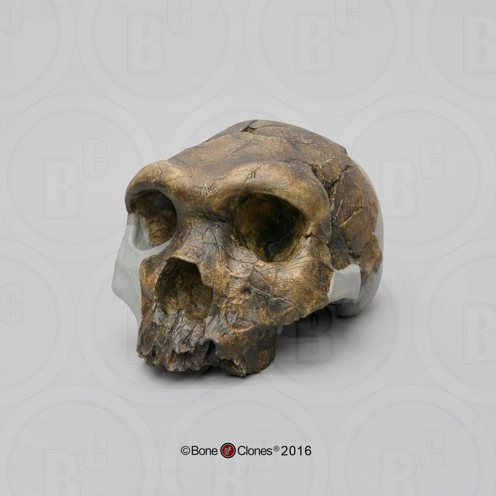 Bodo Homo heidelbergensis cranium replica Full-size cast (1/23) - Image 4