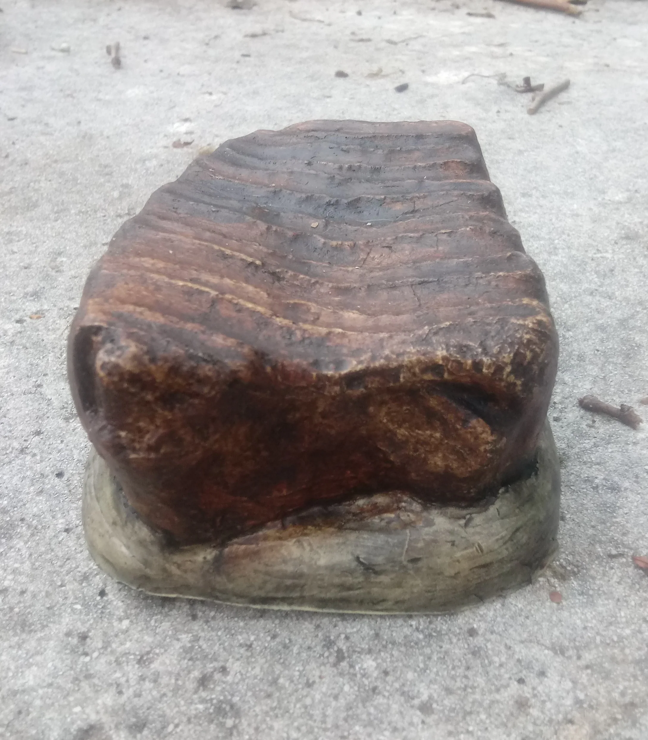 Mammoth tooth cast replica #5 (painted) - Image 5