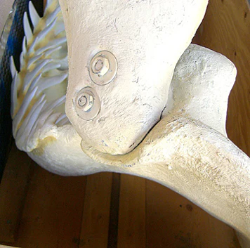 Megalodon Jaw cast replica #2 - Image 3