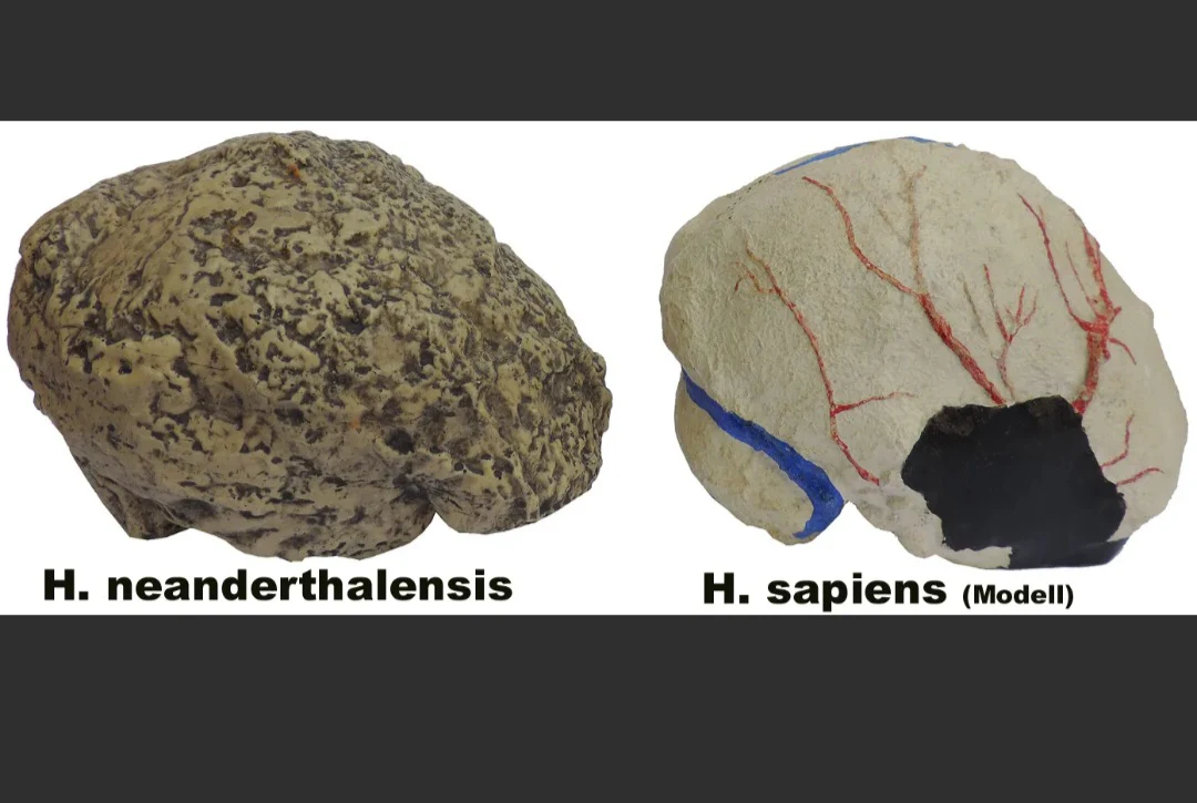 Neanderthal Homo neanderthalensis - Endocast - cast of resin - Image 7