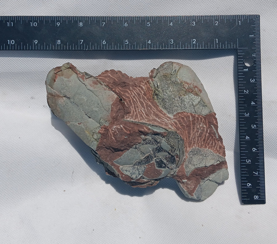 Cast Oviraptor Egg nest with Eggs Dinosaur - Image 6