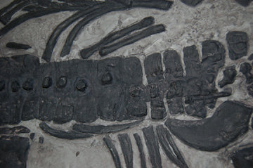 Plesiosaurus macrocephalus, juvenile Found by Mary Anning marine reptile - Image 4