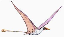 Campylognathoides
Pterodactyloid Pterosaur (Pterosaur #7) - Image 2