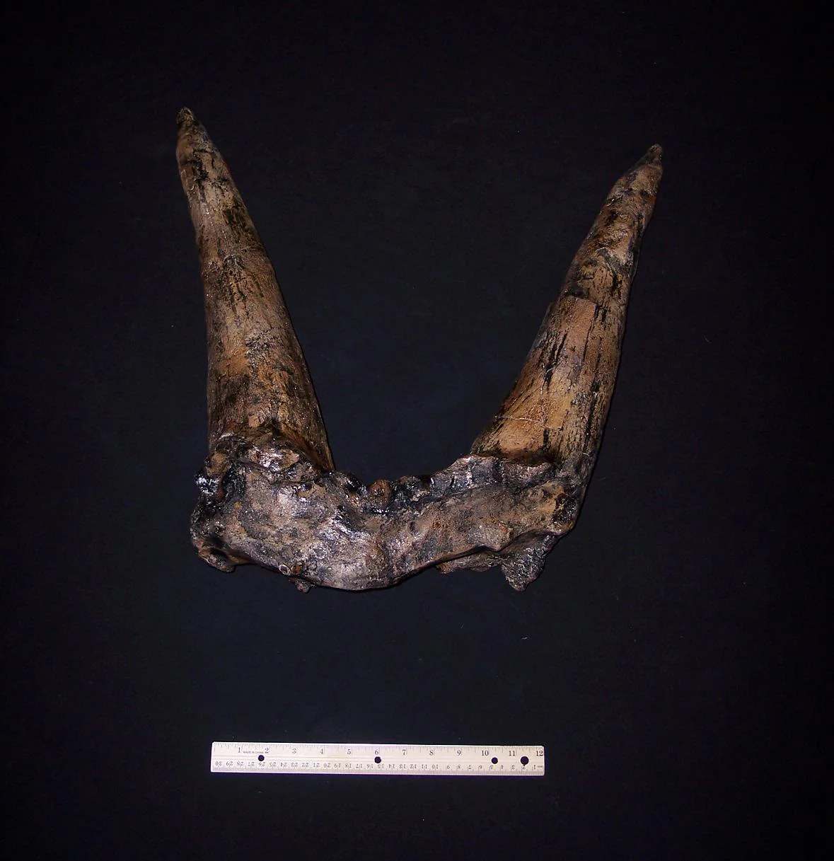 Triceratops Horns cast replica (double horn) - Image 4