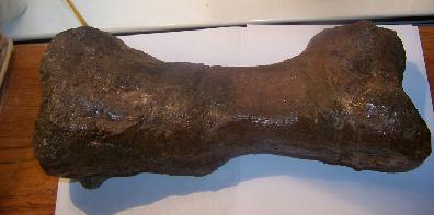 Triceratops: Giant Triceratops toe (metatarsal) - Image 2