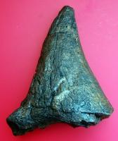 Triceratops Nose Horn 15" Cast replica #2*** - Image 3