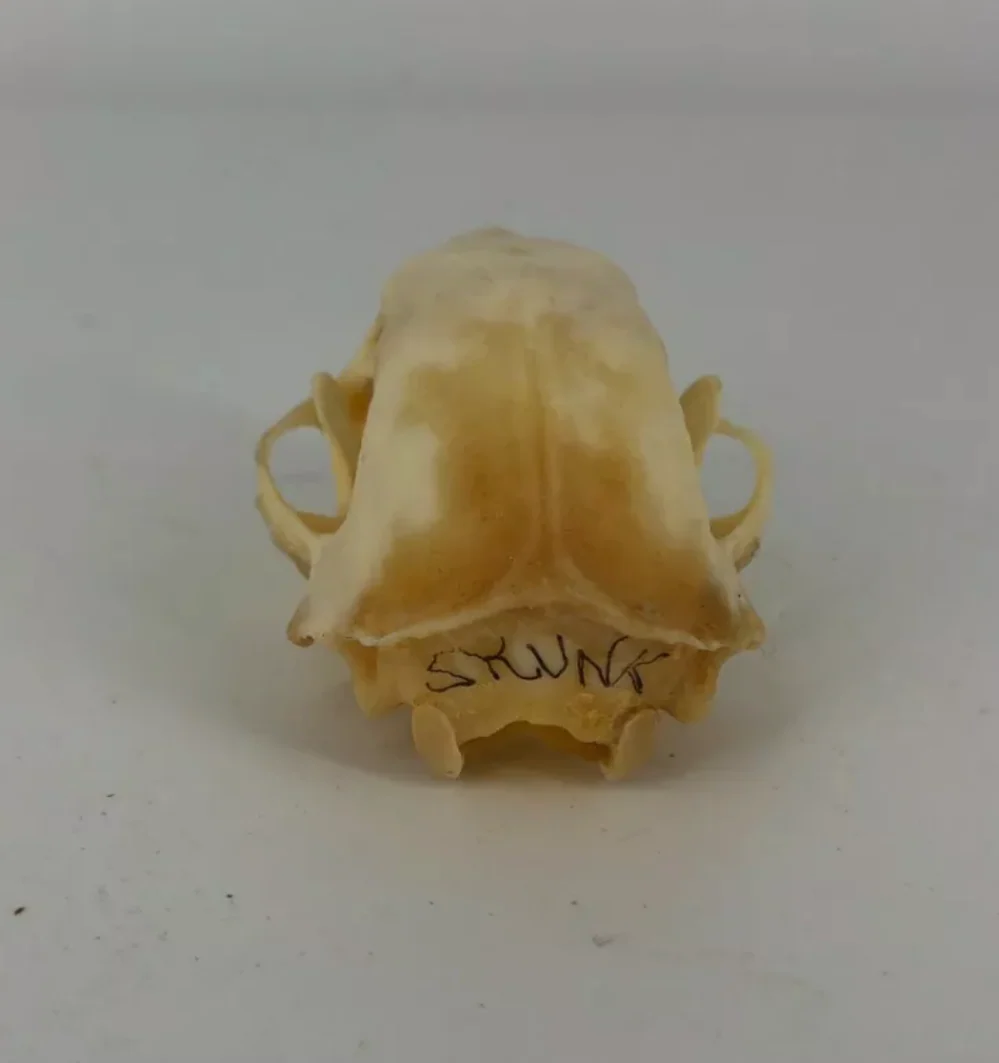 Skunk skull - Image 3