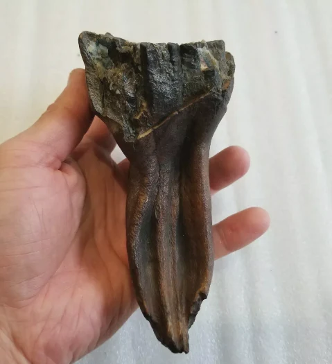 Woolly Mammoth Tooth Fossil. #7 Extinct Genuine. Pleistocene. Ice Age - Image 3