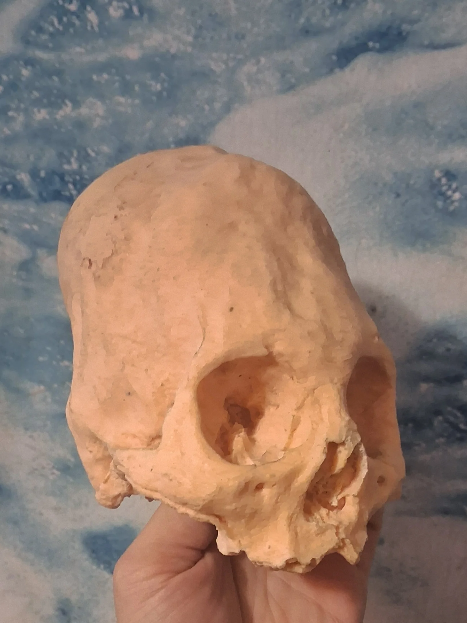 Camacho #18 Female Skull Cast Replica Peruvian Elongated Skull (not an Alien)