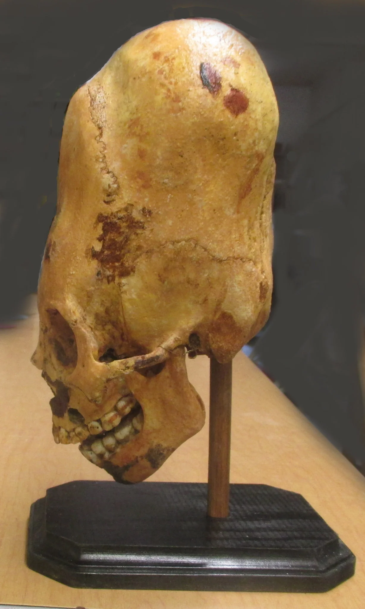 Cinnamon Skull Cast Replica Peruvian Elongated Skull (not an Alien) - Image 2