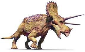 Triceratops Brow Horn 32 Inches Long #2416 - Image 4
