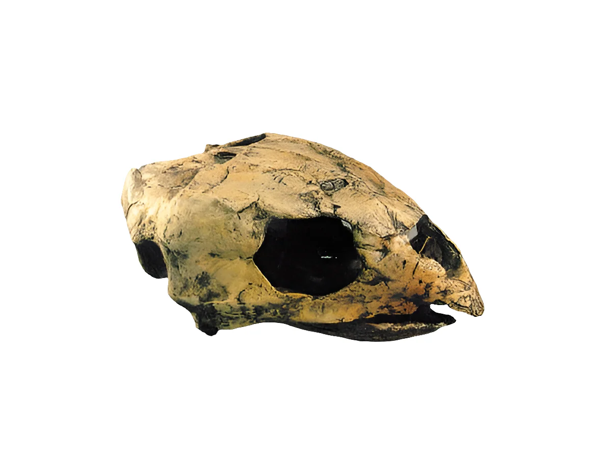 Cretaceous fossil sea turtle skeleton cast replica - Image 2