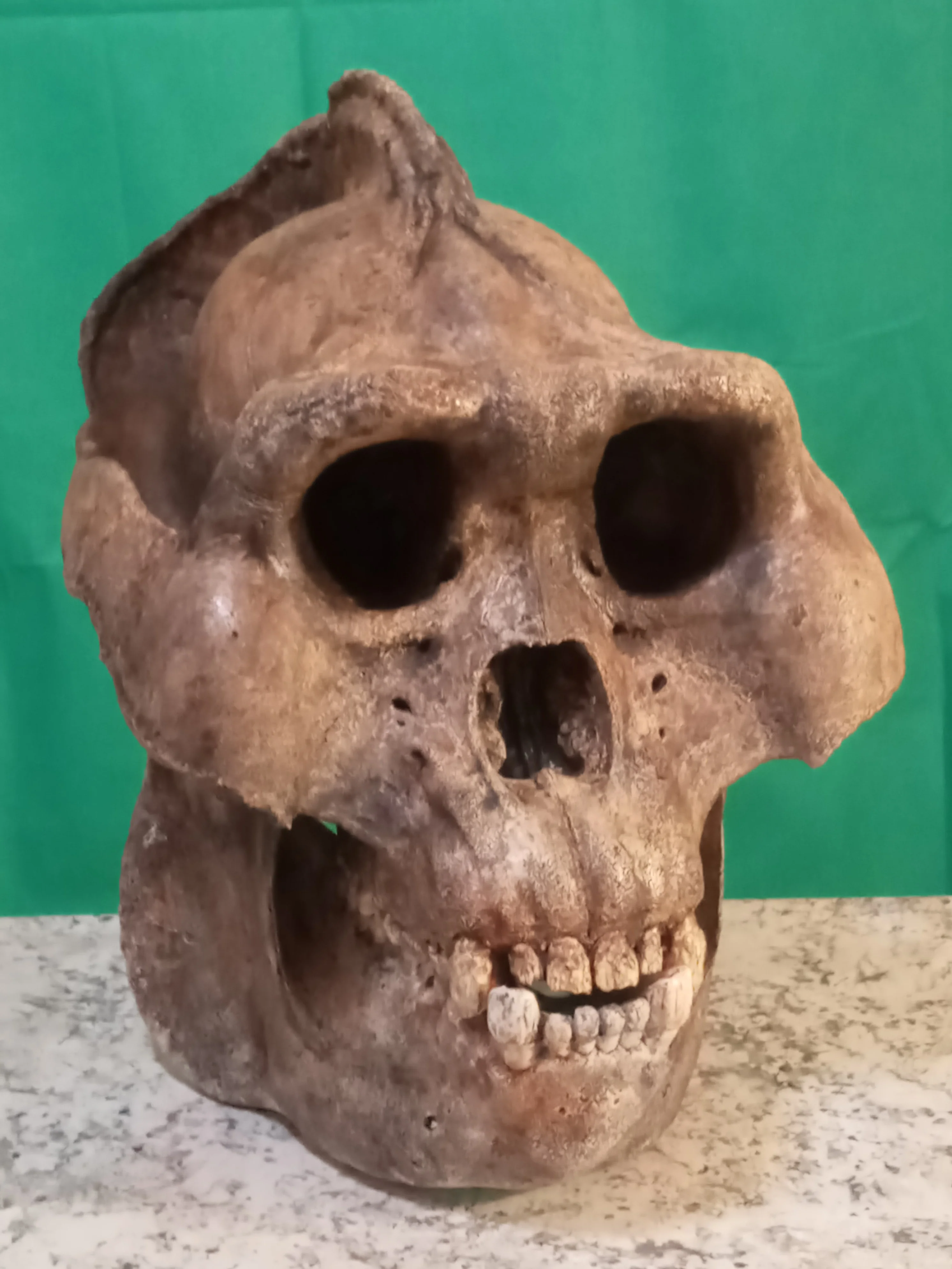 Gigantopithecus skull #2 Gigantopithecus blacki Reconstruction - Image 6
