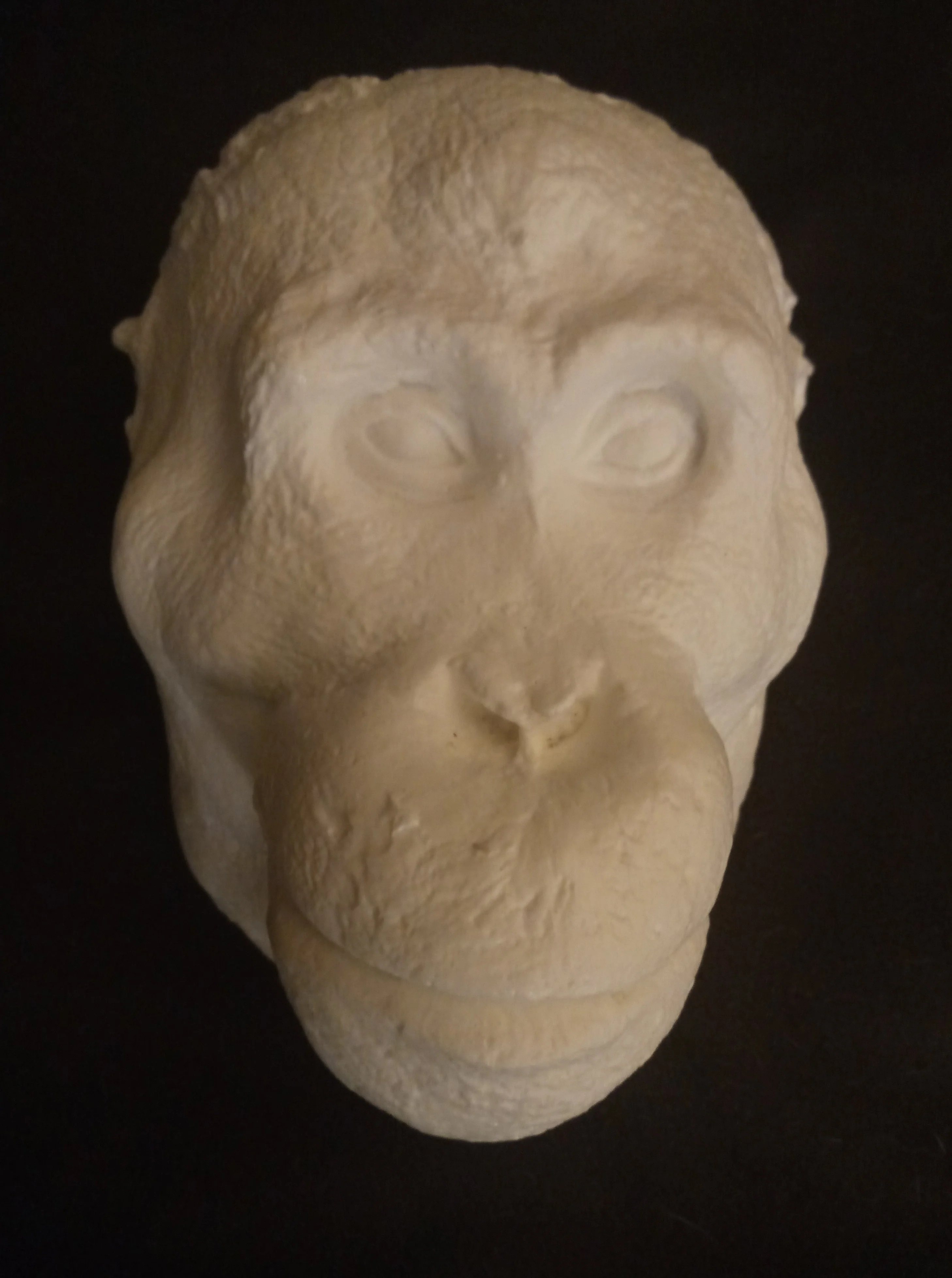 Orangutan Death Mask #1 Orangutan (female) death cast replica Life cast - Image 7
