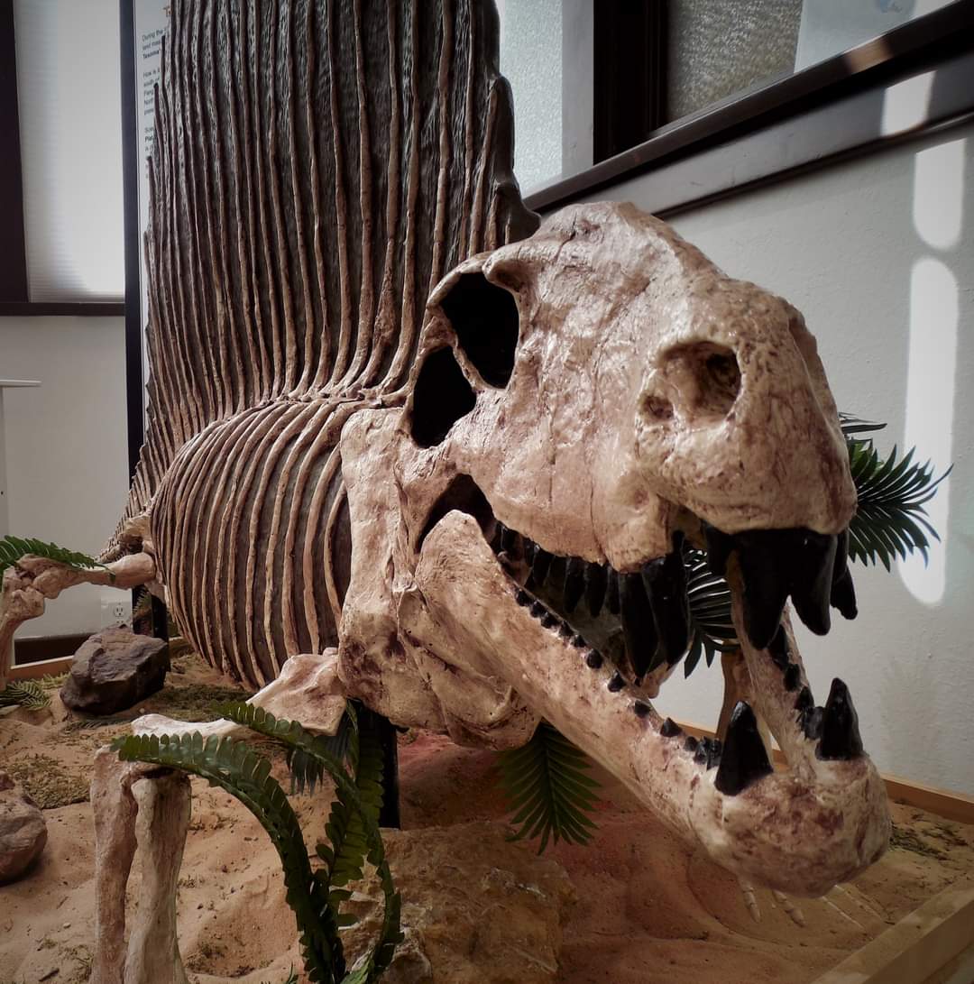 Dimetrodon skeleton cast replica 2026 - Image 3