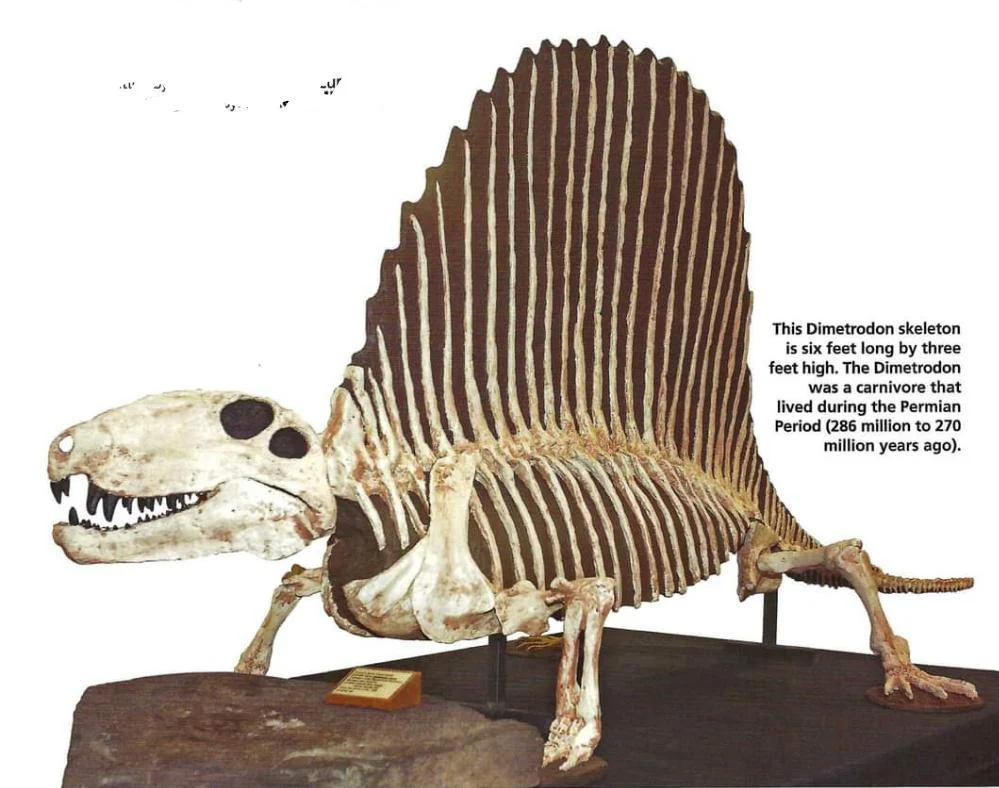 Dimetrodon skeleton cast replica - Image 12