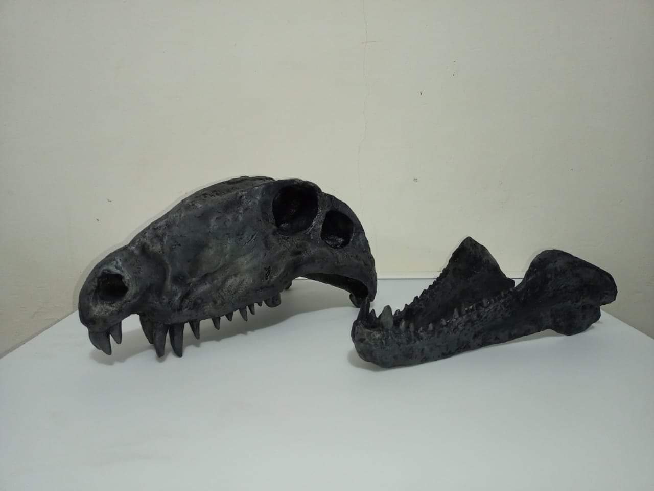 Dimetrodon skull cast replica #1 - Image 16