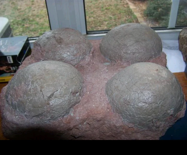 Dinosaur 4 egg nest Hadrosaur Saurolophus (12" Diameter Eggs) Replica Dinosaur Reproductions - Image 3