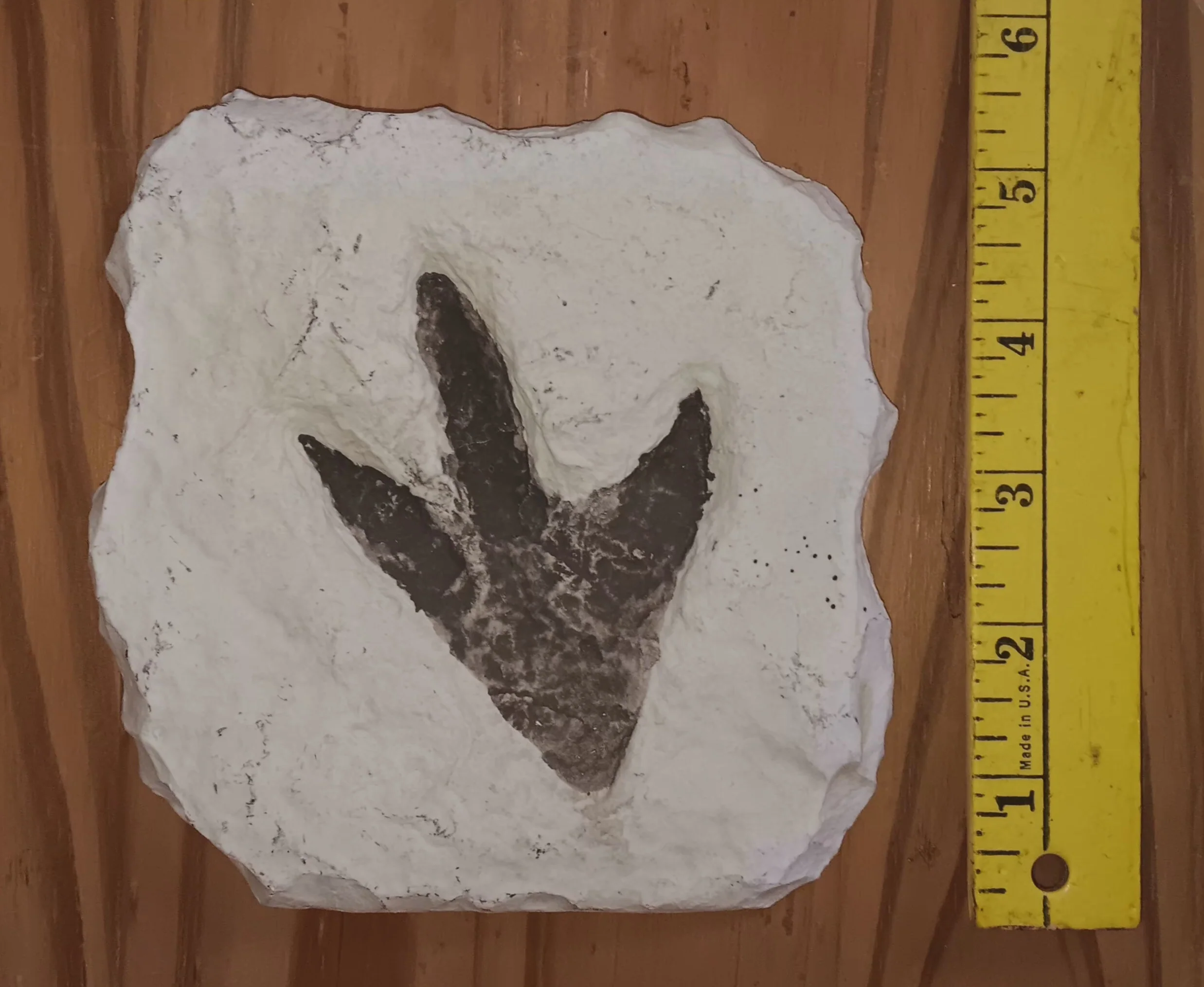 Theropod Dinosaur Footprint Track #4 Fossil Grallator Quality Collectible Dinosaur track cast replica - Image 2