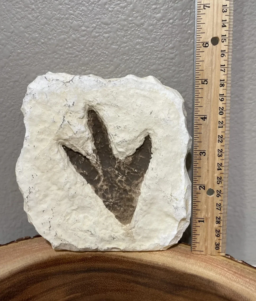 Theropod Dinosaur Footprint Track #4 Fossil Grallator Quality Collectible Dinosaur track cast replica - Image 5
