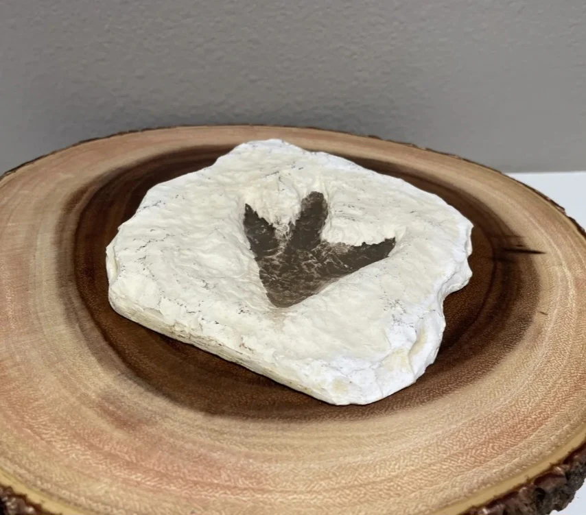 Theropod Dinosaur Footprint Track #4 Fossil Grallator Quality Collectible Dinosaur track cast replica - Image 6
