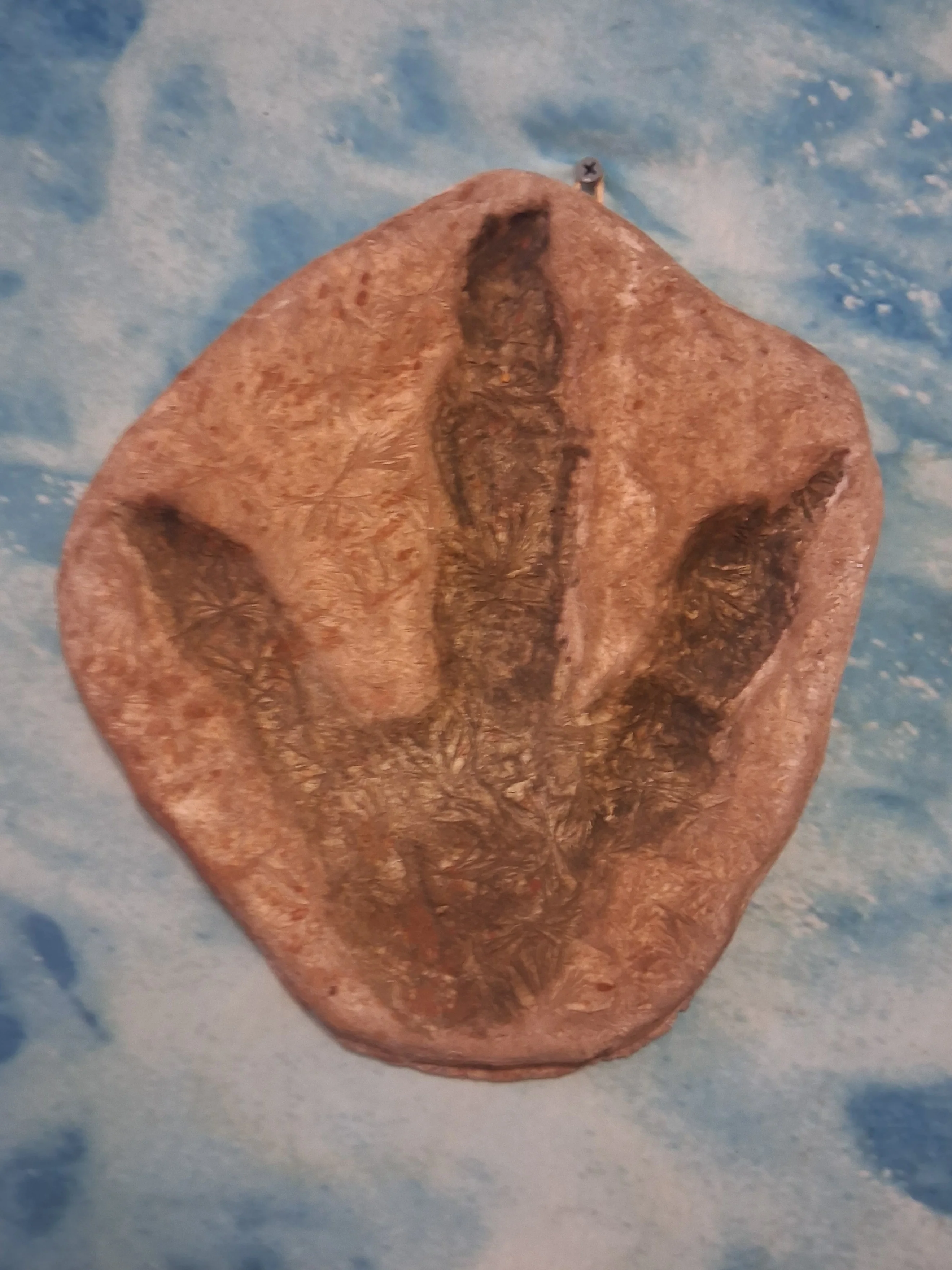Dinosaur Large Footprint Track Cast Replica Carnosaur Jurassic Virginia replica Theropod Grallator - Image 8