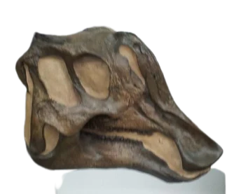 Dinosaur rental package #2026 - Image 16