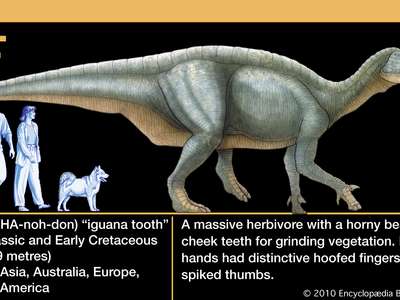 Iguanodon Dinosaur footprint track cast replica #1 TMF - Image 8