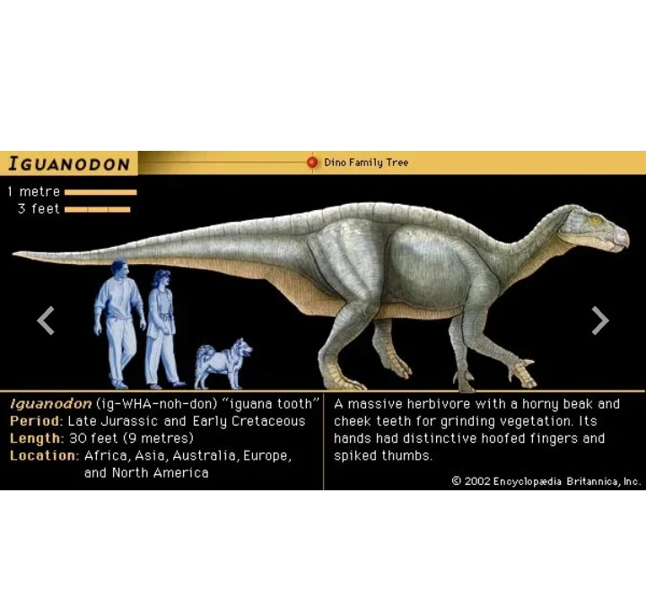 Iguanodon Dinosaur footprint track cast replica #1 TMF - Image 9