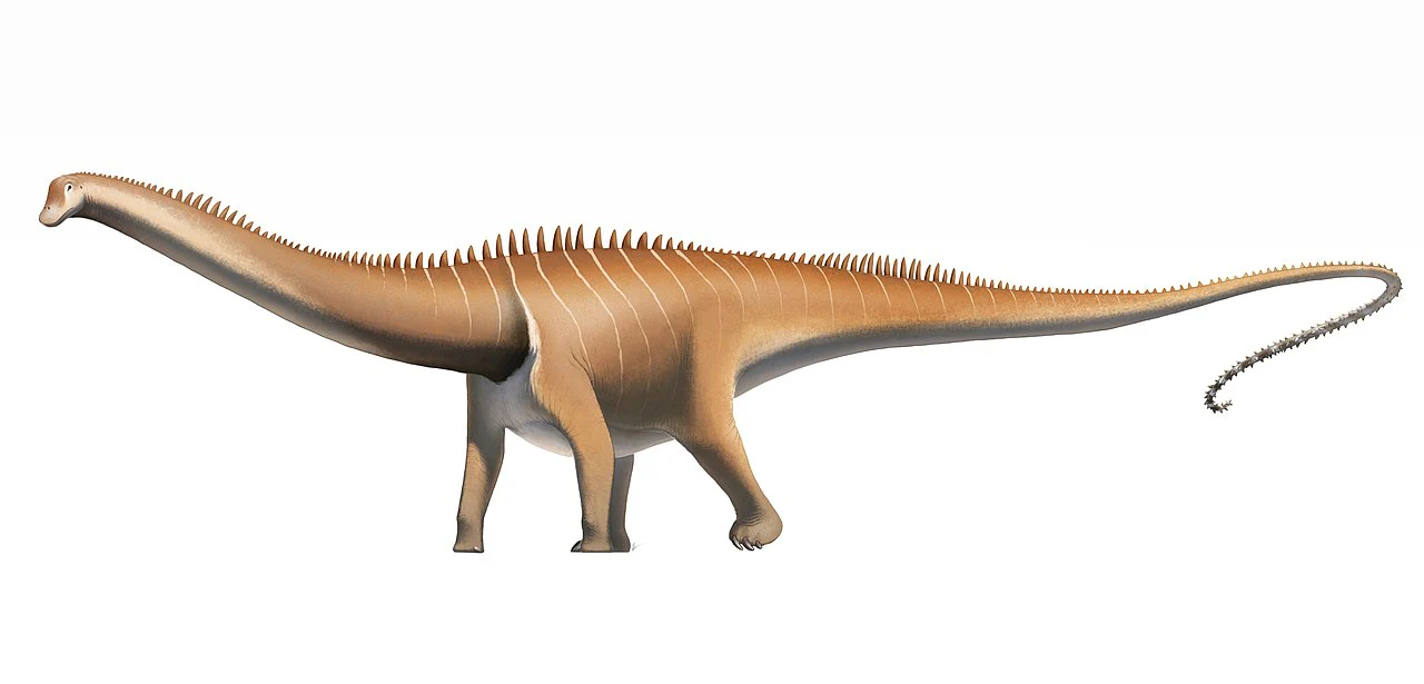 Diplodocus (Seismosaurus) skull cast replica - Image 4