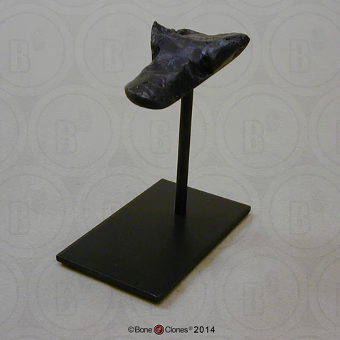 Display Stand (S-BC-132) for Cave Bear skull cast replica Bone Clones (updated 1/26)
