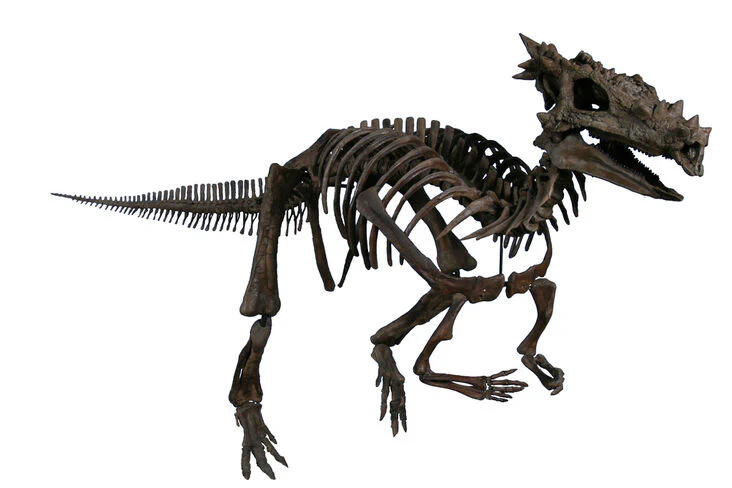 Dracorex hogwartsia skull cast replica - Image 10
