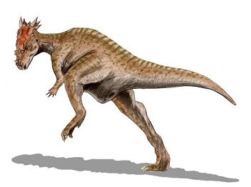 Dracorex hogwartsia skull cast replica - Image 8