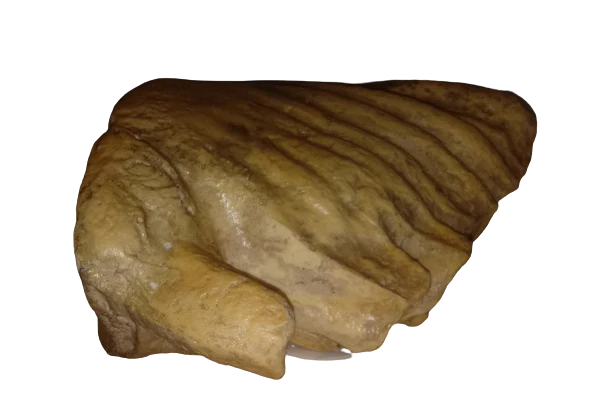 Dwarf Mammoth tooth cast replica - Image 10