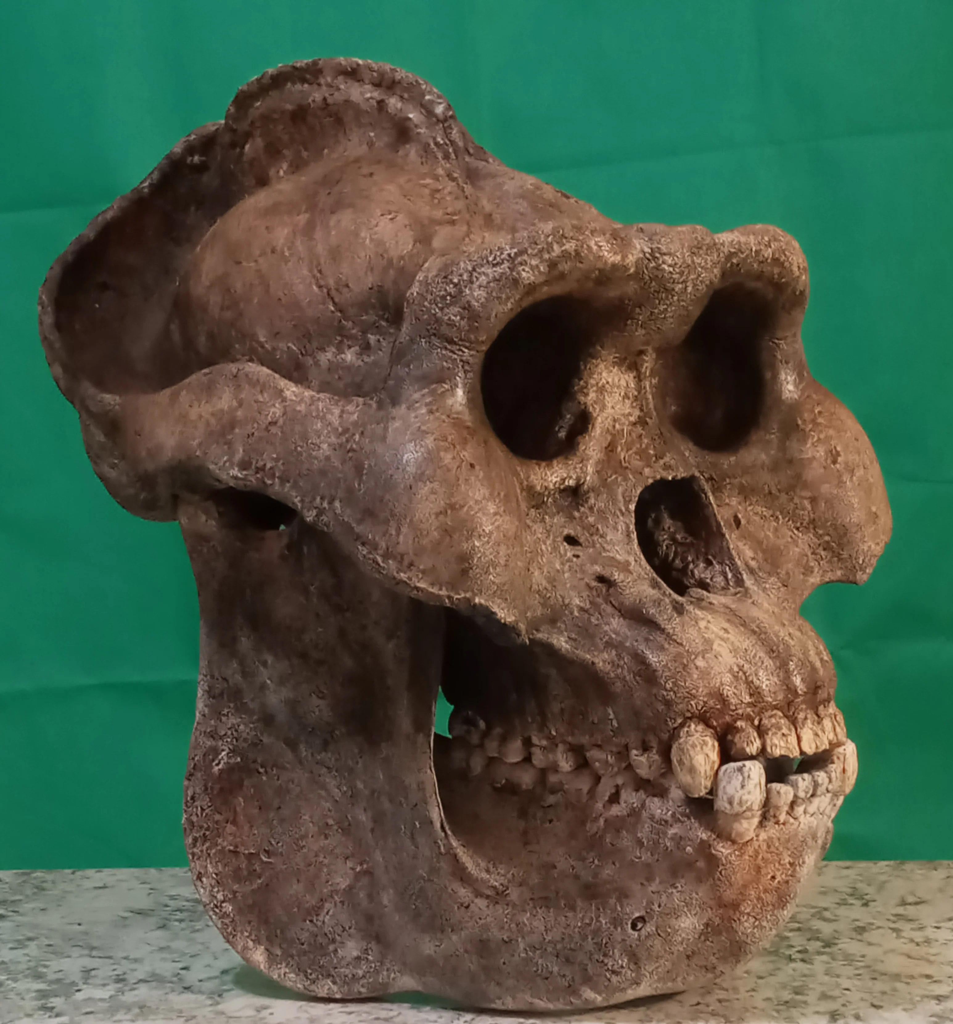 Gigantopithecus Skull #2 Skull only No Jaw - Image 4