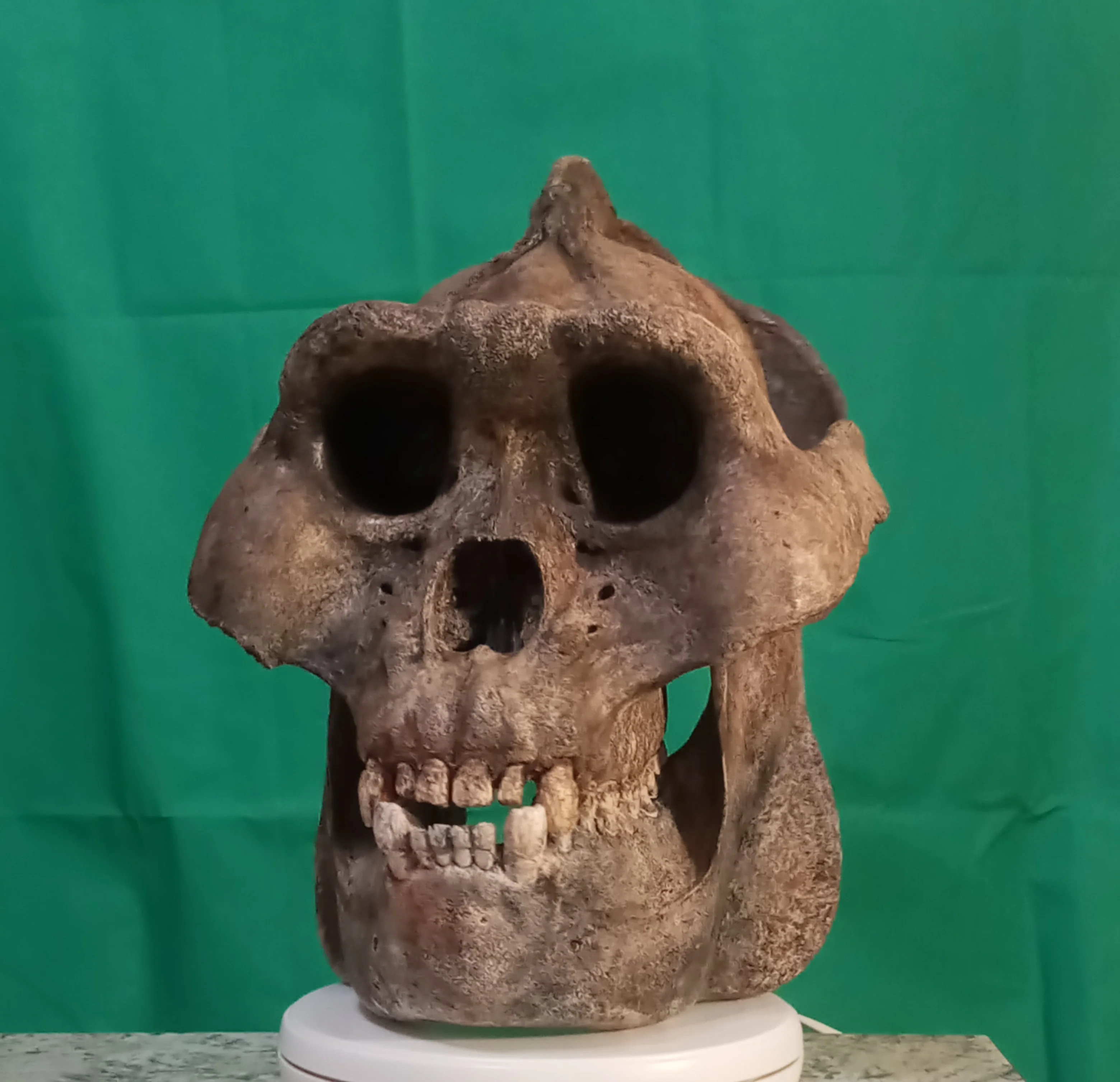 Gigantopithecus Skull #2 Skull only No Jaw - Image 8