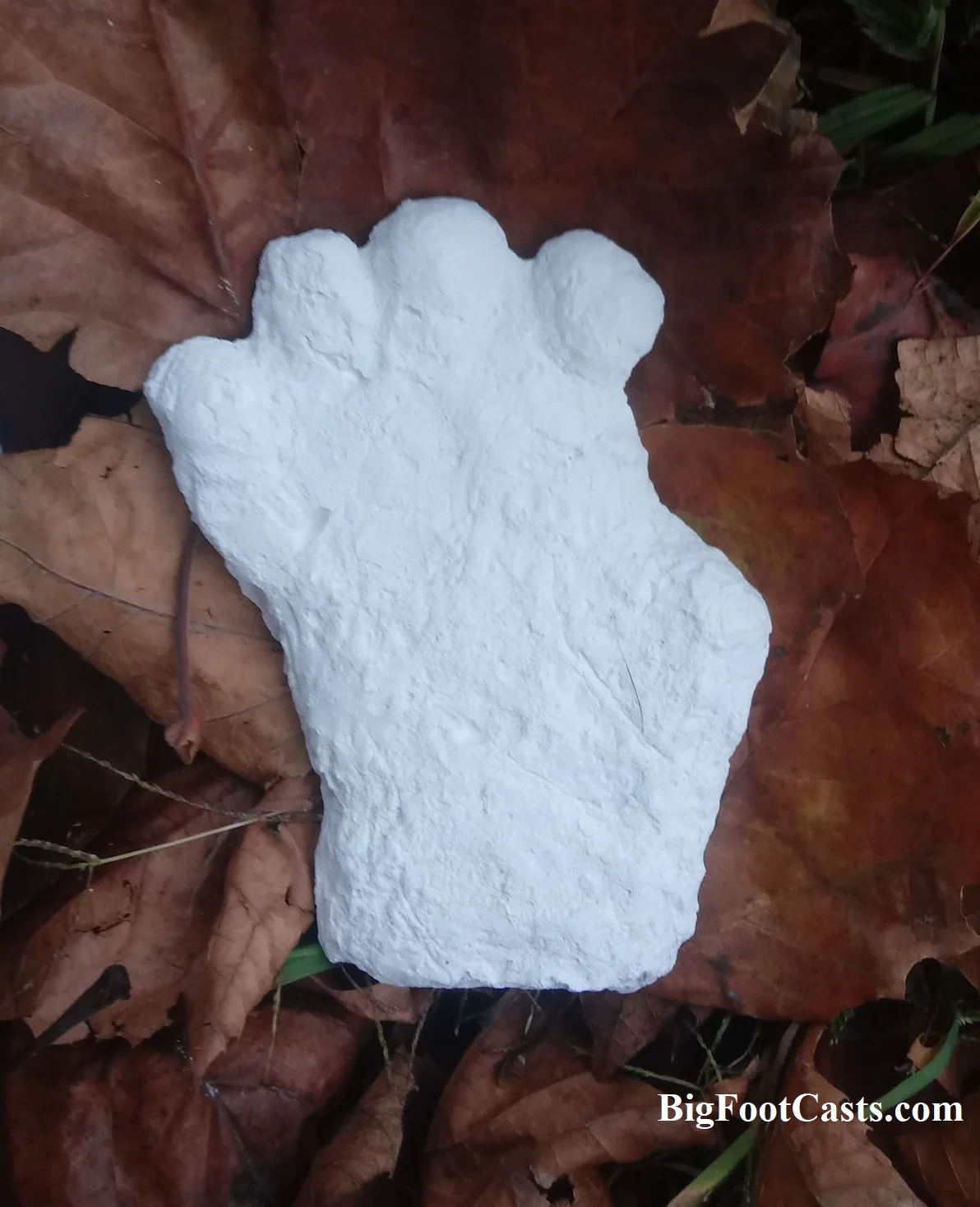 Orang Pendek Footprint cast #5 (Small version of print #1)