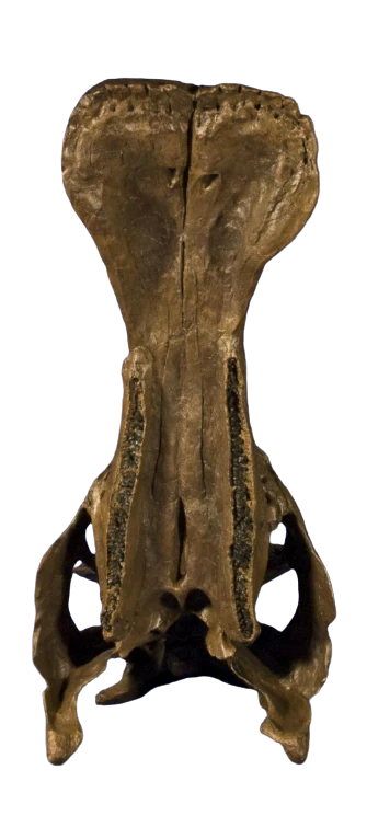 Edmontosaurus juvenile skull cast replica Dinosaur - Image 3