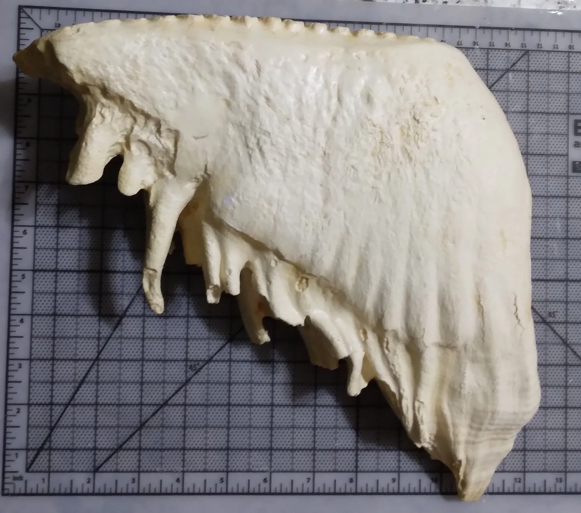 Elephant: Asian Elephant tooth cast replica - Image 4