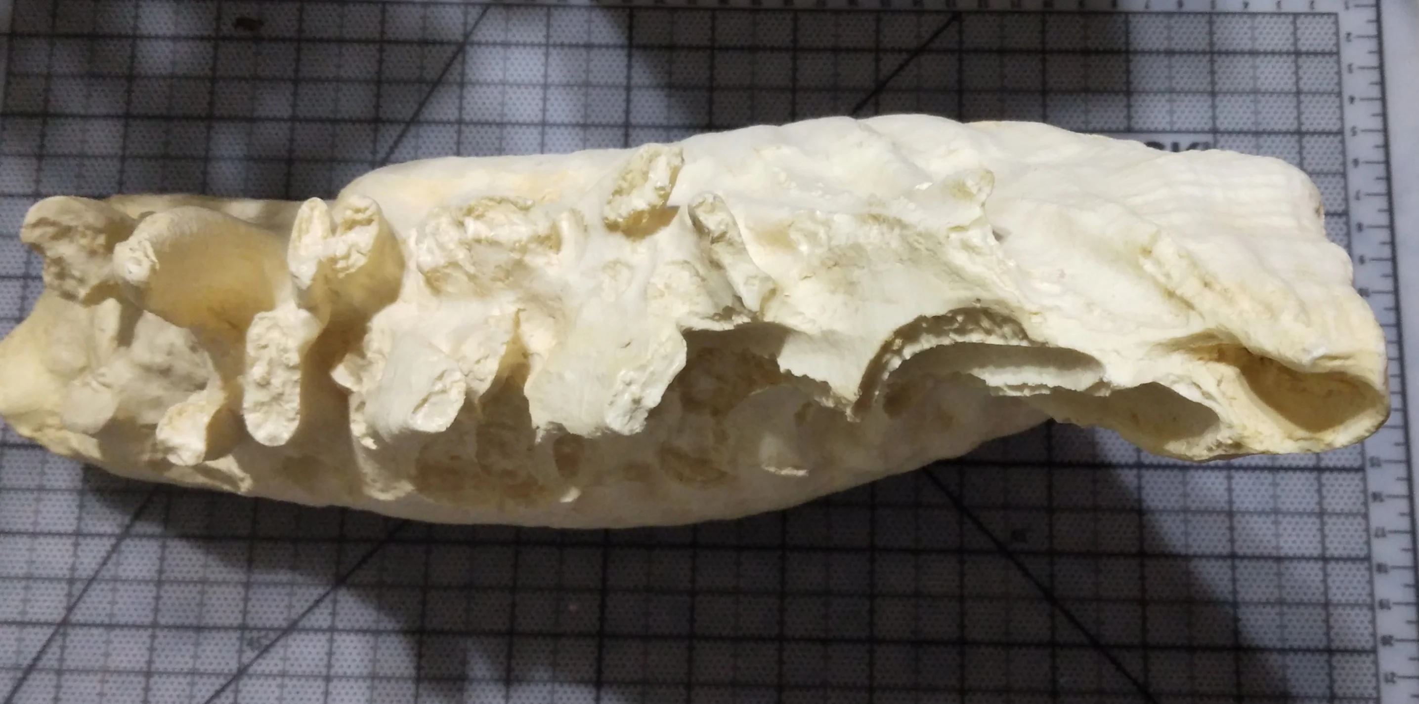 Elephant: Asian Elephant tooth cast replica - Image 6