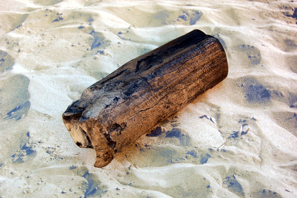 Eremotherium mirabile, (Megatherium) giant ground sloth tooth claw cast replica - Image 2
