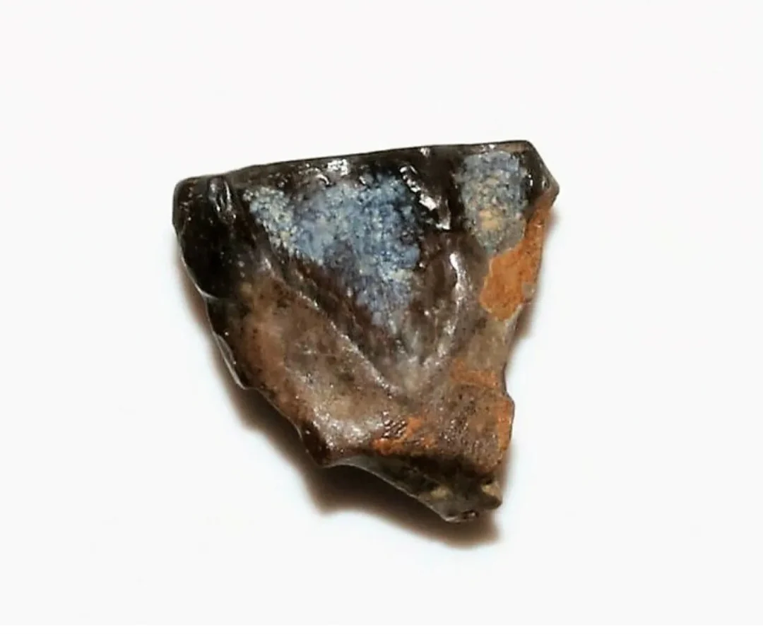 Fossil Triceratops Tooth Teeth (Small) - Image 3