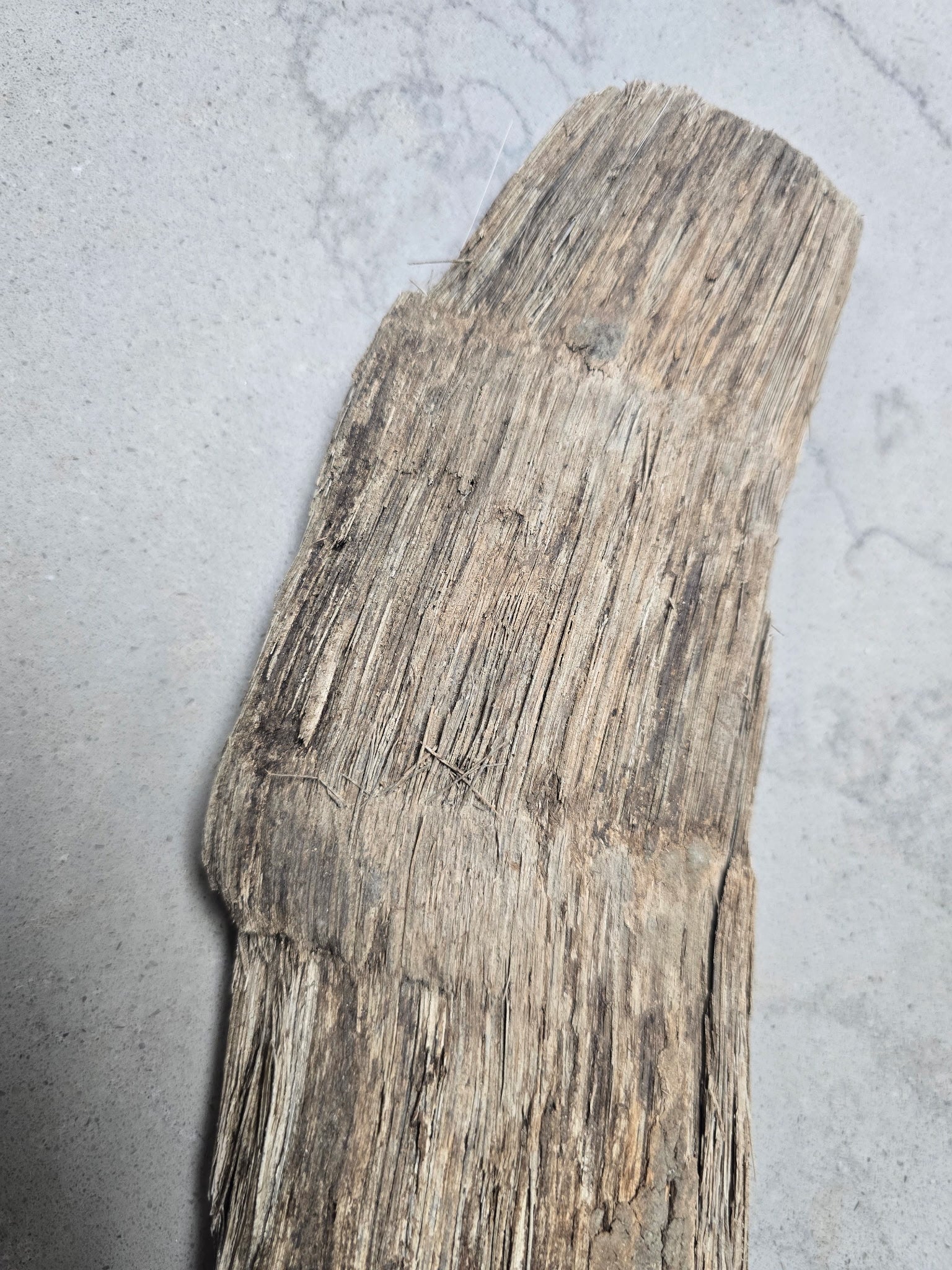 Fossil Woolly Rhino horn Authentic Coelodonta antiquitatis horn - Image 5