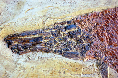 Garfish Lepisosteus cast replica Fossil Fish Gar fish - Image 2
