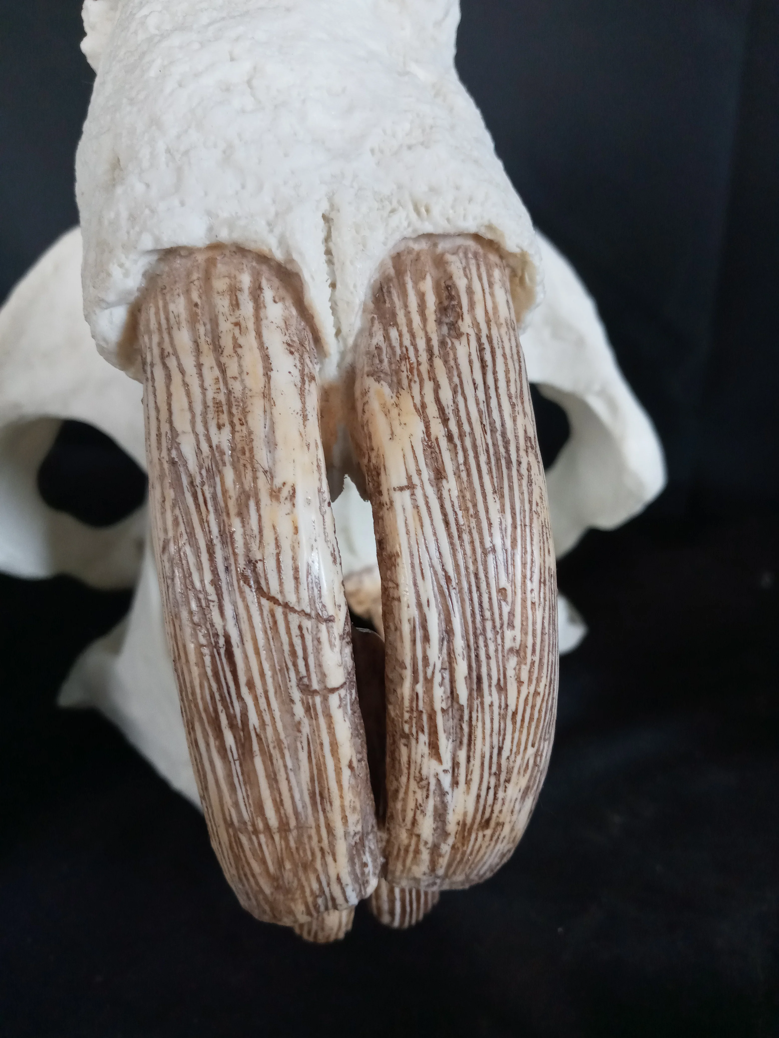 Giant Fossil Beaver Skull cast replica (Price updated 12/25) Bone Clones - Image 10
