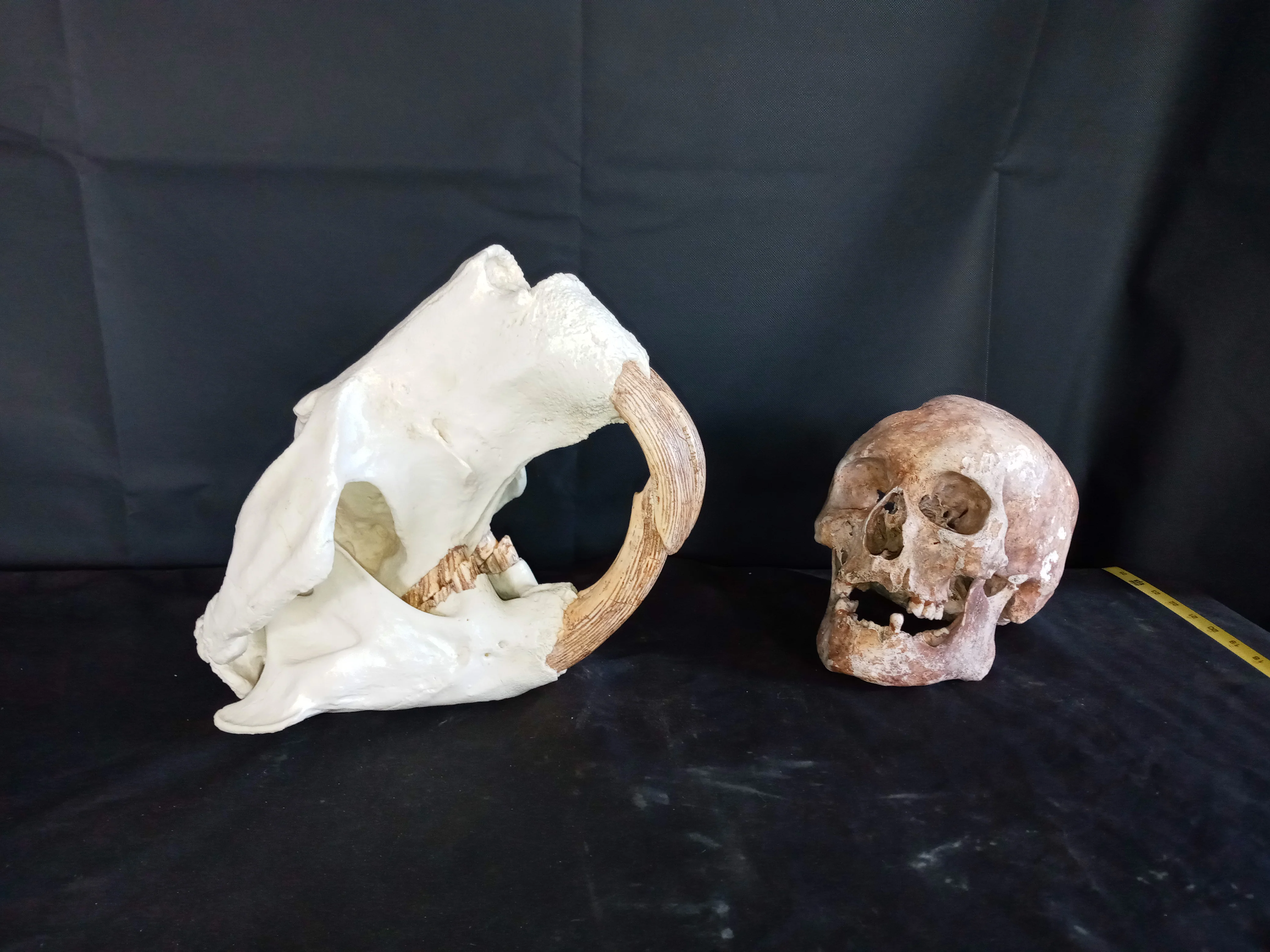 Giant Fossil Beaver Skull cast replica (Price updated 12/25) Bone Clones - Image 2