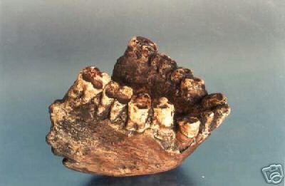 Gigantopithecus Jaw cast replica #1 - Image 2
